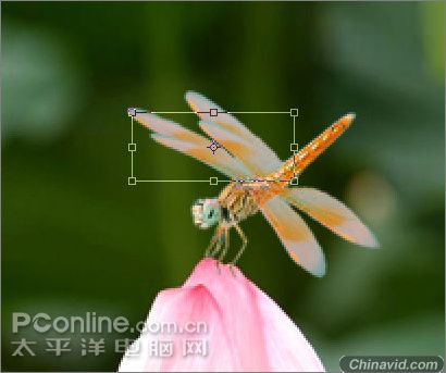 Photoshop制作蜻蜓戏荷花动画