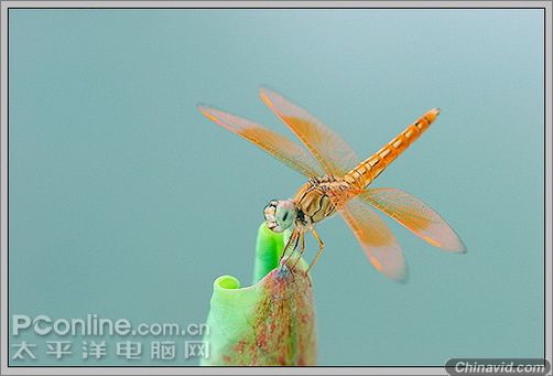 Photoshop制作蜻蜓戏荷花动画